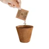 Ghaf Seed Planting Kit in Kraft Box