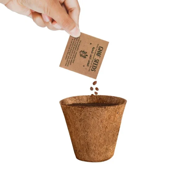 Ghaf Seed Planting Kit in Kraft Box